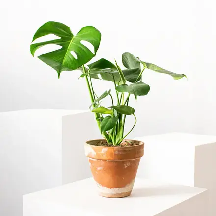 Monstera image