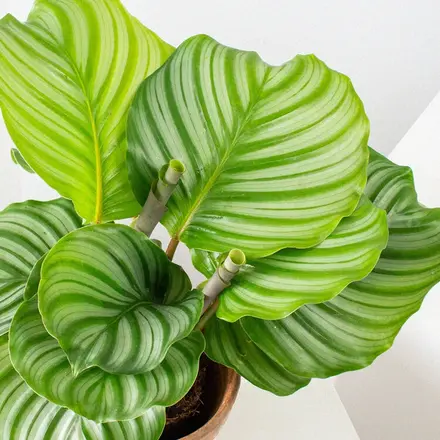 Calathea orbifolia image